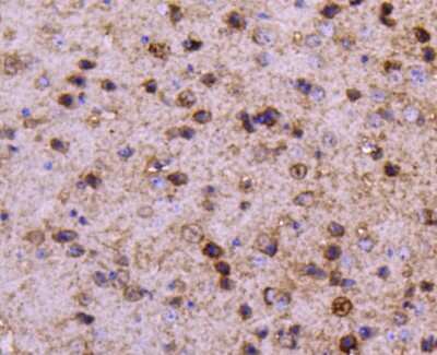 Immunohistochemistry-Paraffin: Protein Phosphatase inhibitor 1 Antibody (SN0756) [NBP2-67695] - Analysis of paraffin-embedded mouse brain tissue using anti-PPP1R1A antibody. Counter stained with hematoxylin.