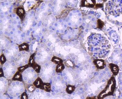 Immunohistochemistry-Paraffin: Protein Phosphatase inhibitor 1 Antibody (SN0756) [NBP2-67695] - Analysis of paraffin-embedded mouse kidney tissue using anti-PPP1R1A antibody. Counter stained with hematoxylin.
