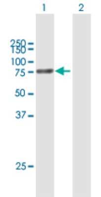 Western Blot: Protein S/PROS1 Antibody [H00005627-B01P] - Analysis of PROS1 expression in transfected 293T cell line by PROS1 polyclonal antibody.  Lane 1: PROS1 transfected lysate(74.36 KDa). Lane 2: Non-transfected lysate.
