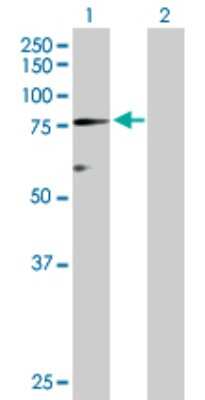 Western Blot: Protein S/PROS1 Antibody [H00005627-D01P] - Analysis of PROS1 expression in transfected 293T cell line by PROS1 polyclonal antibody.Lane 1: PROS1 transfected lysate(75.10 KDa).Lane 2: Non-transfected lysate.