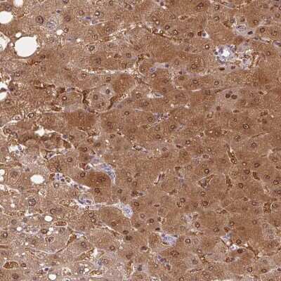 Immunohistochemistry-Paraffin Protein Z Antibody