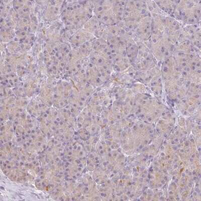 Immunohistochemistry-Paraffin Protein Z Antibody