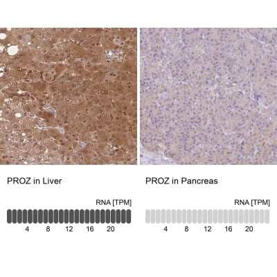 Immunohistochemistry-Paraffin Protein Z Antibody