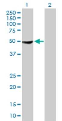 Western Blot: Protein phosphatase 1F Antibody [H00009647-B01P] - Analysis of PPM1F expression in transfected 293T cell line by PPM1F polyclonal antibody.  Lane 1: PPM1F transfected lysate(49.94 KDa). Lane 2: Non-transfected lysate.