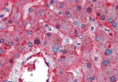 Immunohistochemistry-Paraffin: Prothrombin Antibody (8.H.11) [NBP1-40254] - Analysis of anti-F2 / Thrombin antibody with human liver at concentration 5 ug/ml.