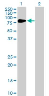 Western Blot: Prothrombin Antibody [H00002147-D01P] - Analysis of F2 expression in transfected 293T cell line by F2 polyclonal antibody.Lane 1: F2 transfected lysate(70.00 KDa).Lane 2: Non-transfected lysate.
