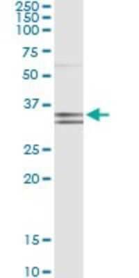 Immunoprecipitation: Protocadherin-1 Antibody (2E8) [H00005097-M03] - Analysis of PCDH1 transfected lysate using anti-PCDH1 monoclonal antibody and Protein A Magnetic Bead, and immunoblotted with PCDH1 rabbit polyclonal antibody.