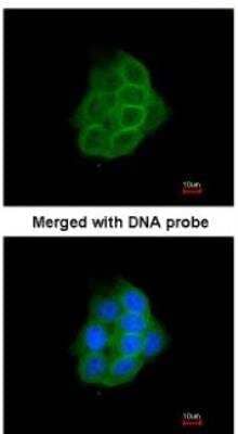 Immunocytochemistry/Immunofluorescence: Protocadherin-1 Antibody [NBP1-32564] - Paraformaldehyde-fixed A431, using antibody at 1:200 dilution.