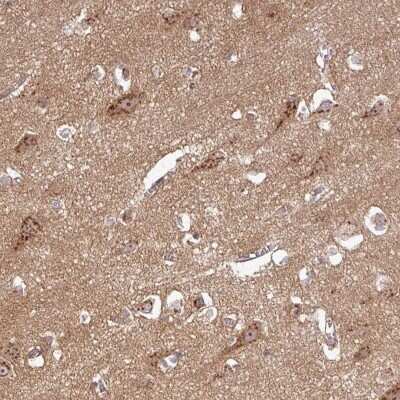 Immunohistochemistry-Paraffin: Protocadherin-1 Antibody [NBP2-47321] - Staining of human cerebral cortex shows strong cytoplasmic and nucleolar positivity in neuronal cells.