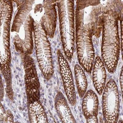 Immunohistochemistry-Paraffin: Protocadherin-1 Antibody [NBP2-48968] - Staining of human stomach shows strong cytoplasmic and membranous positivity in glandular cells.