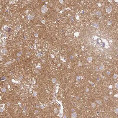 Immunohistochemistry-Paraffin: Protocadherin-1 Antibody [NBP2-48968] - Staining of human cerebral cortex shows high expression.