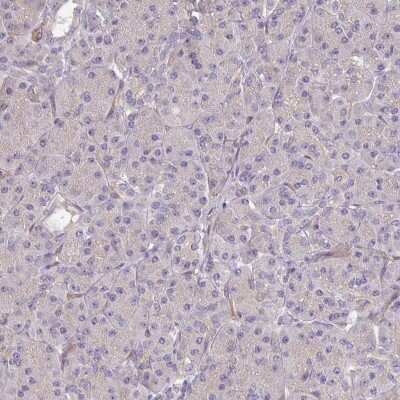 Immunohistochemistry-Paraffin: Protocadherin-1 Antibody [NBP2-48968] - Staining of human pancreas shows low expression as expected.