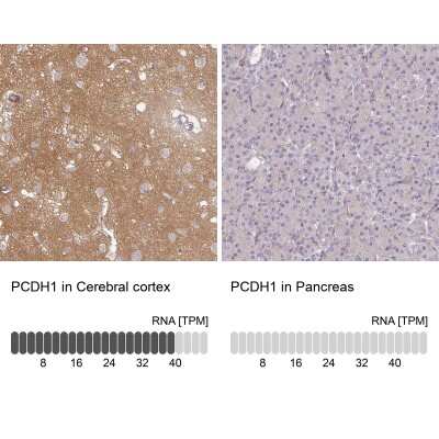 <b>Orthogonal Strategies Validation. </b>Immunohistochemistry-Paraffin: Protocadherin-1 Antibody [NBP2-48968] - Staining in human cerebral cortex and pancreas tissues using anti-PCDH1 antibody. Corresponding PCDH1 RNA-seq data are presented for the same tissues.