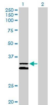 Western Blot: Protocadherin-1 Antibody [H00005097-D01P] - Analysis of PCDH1 expression in transfected 293T cell line by PCDH1 polyclonal antibody.Lane 1: PCDH1 transfected lysate(37.70 KDa).Lane 2: Non-transfected lysate.