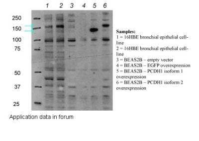 Western Blot: Protocadherin-1 Antibody [NBP1-59209] -  N-terminal region validated by WB using bronchial epithelial cell line (16HBE).