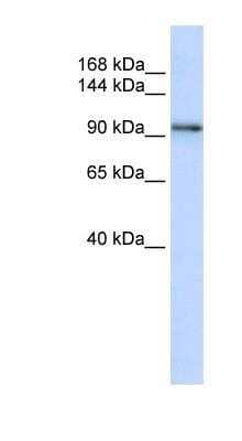 Western Blot: Protocadherin-1 Antibody [NBP1-59209] - Titration: 0.2-1 ug/ml, Positive Control: MCF7 cell lysate.