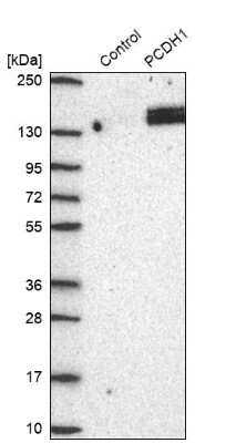 Western Blot: Protocadherin-1 Antibody [NBP2-47321] - Analysis in control (vector only transfected HEK293T lysate) and PCDH1 over-expression lysate (Co-expressed with a C-terminal myc-DDK tag (3.1 kDa) in mammalian HEK293T cells).