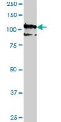 Western Blot: Protocadherin-10 Antibody (2H6) [H00057575-M07] - Analysis of PCDH10 expression in HepG2 (Cat # L019V1).