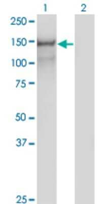 Western Blot: Protocadherin-10 Antibody (2H6) [H00057575-M07] - Analysis of PCDH10 expression in transfected 293T cell line by PCDH10 monoclonal antibody (M07), clone 2H6. Lane 1: PCDH10 transfected lysatE (112.9 KDa). Lane 2: Non-transfected lysate.