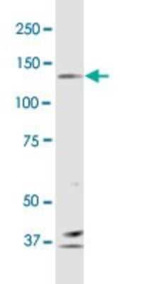 Western Blot: Protocadherin-10 Antibody (4H8) [H00057575-M01] - Protocadherin-10 monoclonal antibody, clone 4H8. Western Blot analysis of PCDH10 expression in Jurkat.