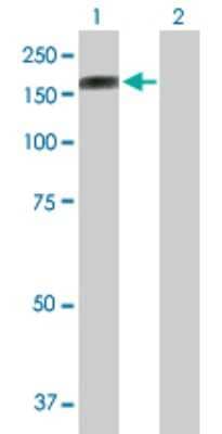 Western Blot: Protocadherin-10 Antibody [H00057575-B01P] - Analysis of PCDH10 expression in transfected 293T cell line by PCDH10 polyclonal antibody.  Lane 1: PCDH10 transfected lysate(114.4 KDa). Lane 2: Non-transfected lysate.