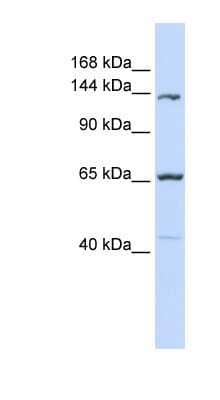 Western Blot: Protocadherin 12 Antibody [NBP1-59205] - Titration: 0.2-1 ug/ml, Positive Control: MCF7 cell lysate.