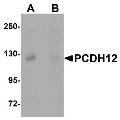 Western Blot Protocadherin-12 Antibody - BSA Free