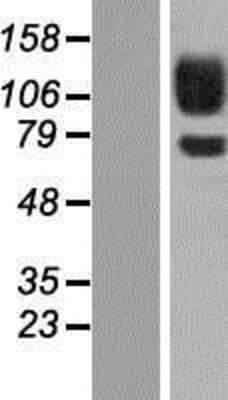 Western Blot Protocadherin-12 Overexpression Lysate