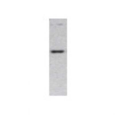 Western Blot: Protocadherin-15 Antibody [20950002] - Western Blot was performed using affinity purified SEQer PCDH15 antibody, aa(108-207) antibody. The lanes contain 5-30ug of a whole cell extract.  Final concentration of antibodies = 0.1ug/ml (1:10,000 dilution). The blot was probed overnight with the SEQer PCDH15 antibody, aa(108-207) antibody.  Blot was then washed according to protocol and probed with goat-anti-Rabbit-HRP conjugate at 1:5000 dilution, washed and developed using chemiluminescence (film exposure 5-30sec).  The protein was detected as represented by the band shown.