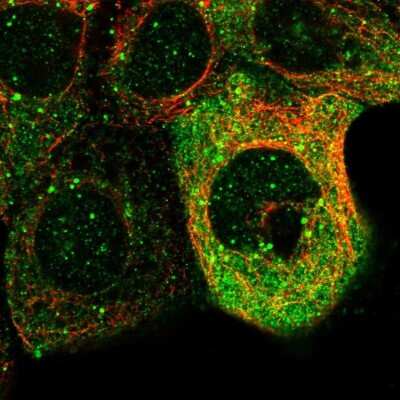 Immunocytochemistry/ Immunofluorescence Protocadherin-17 Antibody