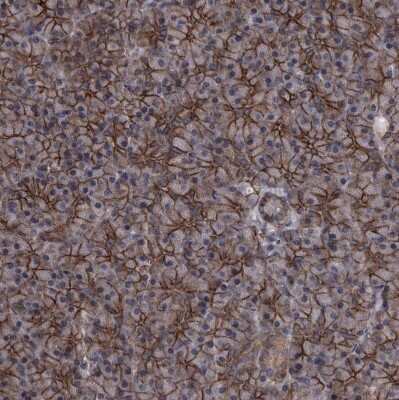 Immunohistochemistry-Paraffin Protocadherin-17 Antibody