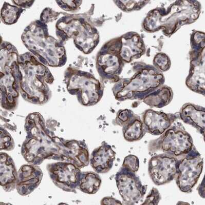 Immunohistochemistry-Paraffin: Protocadherin-17 Antibody [NBP1-80943] - Staining of human placenta shows strong membranous positivity in trophoblastic cells.