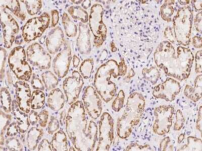 Immunohistochemistry-Paraffin: Protocadherin-17 Antibody [NBP2-97901] - Immunochemical staining of human Protocadherin-17 in human kidney with rabbit polyclonal antibody at 1:100 dilution, formalin-fixed paraffin embedded sections.