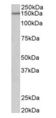 Western Blot Protocadherin-17 Antibody