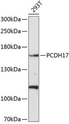 Western Blot: Protocadherin-17 Antibody [NBP2-94167] - Analysis of extracts of 293T cells, using Protocadherin-17 .Exposure time: 60s.