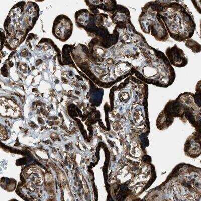 Immunohistochemistry-Paraffin: Protocadherin-18 Antibody [NBP1-81400] - Staining of human placenta shows strong cytoplasmic positivity in trophoblastic cells.