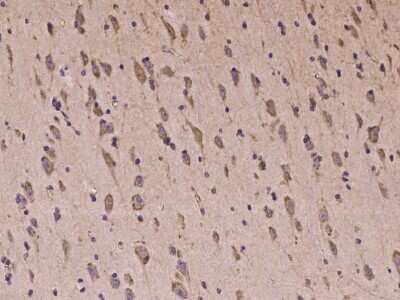 Immunohistochemistry-Paraffin: Protocadherin-18 Antibody [NBP2-97232] - Immunochemical staining of human Protocadherin-18 in human brain with rabbit polyclonal antibody at 1:100 dilution, formalin-fixed paraffin embedded sections.