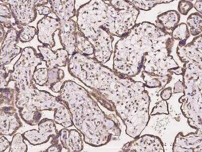 Immunohistochemistry-Paraffin: Protocadherin-18 Antibody [NBP2-97232] - Immunochemical staining of human Protocadherin-18 in human placenta with rabbit polyclonal antibody at 1:100 dilution, formalin-fixed paraffin embedded sections.