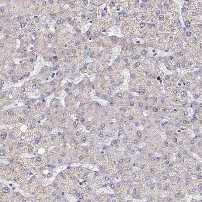 Immunohistochemistry: Protocadherin 21 Antibody [NBP1-92296] - Staining of human liver shows no positivity in hepatocytes as expected.