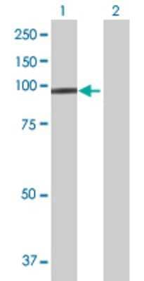 Western Blot: Protocadherin 21 Antibody [H00092211-B01P] - Analysis of PCDH21 expression in transfected 293T cell line by PCDH21 polyclonal antibody.  Lane 1: PCDH21 transfected lysate(81.95 KDa). Lane 2: Non-transfected lysate.