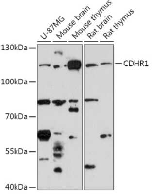 Western Blot: Protocadherin 21 Antibody [NBP2-94419] - Analysis of extracts of various cell lines, using Protocadherin 21 .Exposure time: 3min.