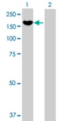 Western Blot: Protocadherin-8 Antibody [H00005100-B01P] - Analysis of PCDH8 expression in transfected 293T cell line by PCDH8 polyclonal antibody.  Lane 1: PCDH8 transfected lysate(117.7 KDa). Lane 2: Non-transfected lysate.