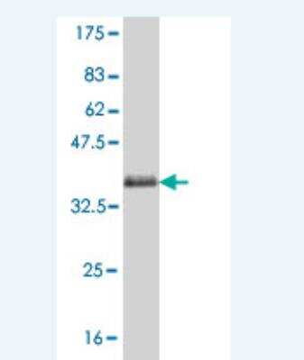 Western Blot: Protocadherin alpha 1 Antibody (3A3) [H00056147-M03] -  Detection against Immunogen (35.64 KDa) .