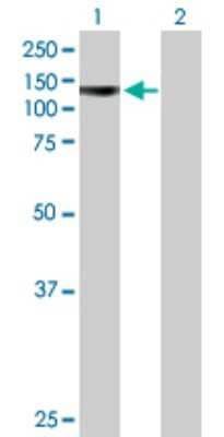 Western Blot: Protocadherin alpha 4 Antibody [H00056144-B01P] - Analysis of PCDHA4 expression in transfected 293T cell line by PCDHA4 polyclonal antibody.  Lane 1: PCDHA4 transfected lysate(102.30 KDa). Lane 2: Non-transfected lysate.