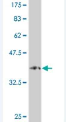 Western Blot: Protocadherin alpha-9 Antibody (3C1) [H00009752-M04] -  Detection against Immunogen (36.52 KDa) .