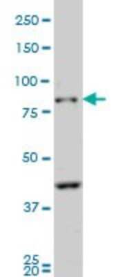 Western Blot Protocadherin beta 10 Antibody (4C4) - Azide and BSA Free