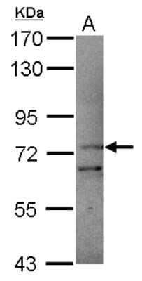 Western Blot Protocadherin beta 11 Antibody - BSA Free