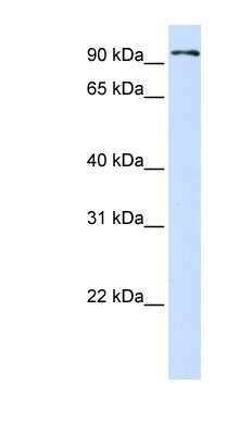 Western Blot: Protocadherin beta 13 Antibody [NBP1-59213] - 293T cells lysate, concentration 0.2-1 ug/ml.