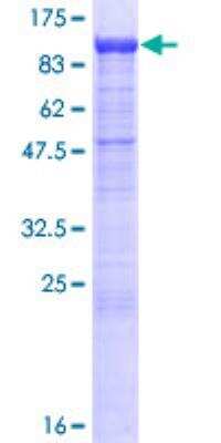 SDS-Page: Protocadherin beta 13 Recombinant Protein [H00056123-P01]