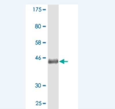 Western Blot: Protocadherin gamma C3 Antibody (3F10) [H00005098-M01] - Detection against Immunogen (37.62 KDa) .